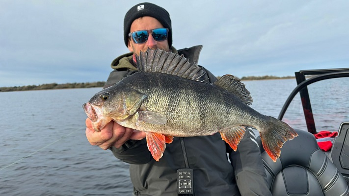 Guidage de pêche en irlande perche